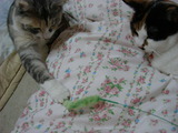 DSC01936