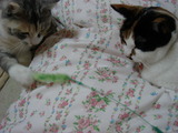 DSC01937