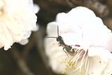 蜂梅
