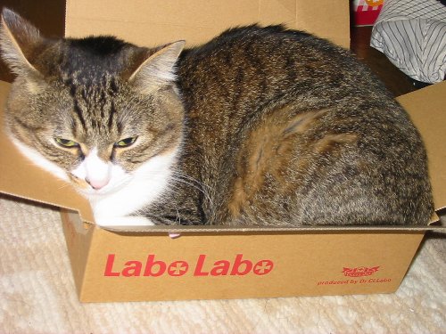 箱ねこ01