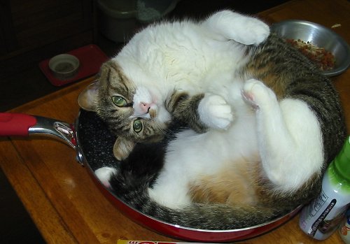 フライパンねこ02
