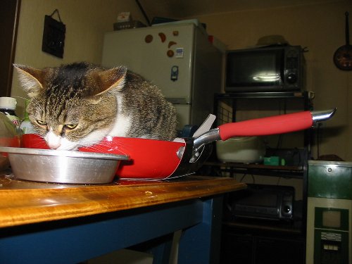 フライパンねこ01