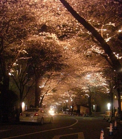 sakura2