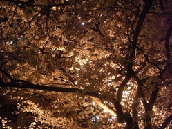 sakura1