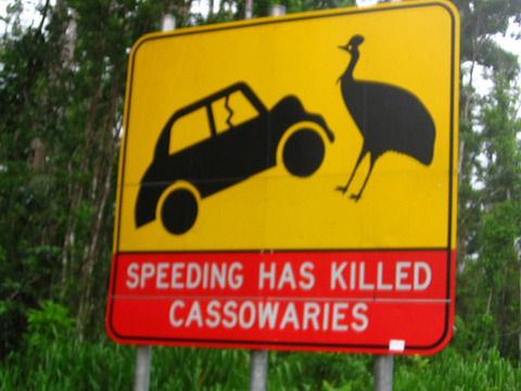 Warning-Sign-To-Protect-Cassowaries-On-Austrailian-Road-500x375