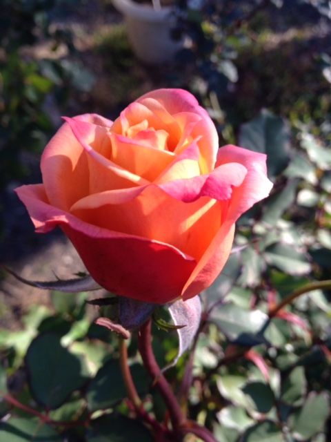 Rose-No15-2