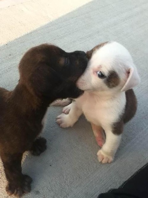 Dog-lovely