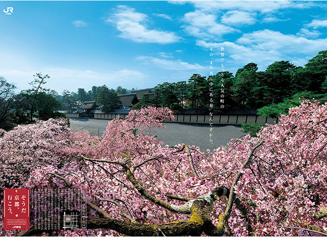 kyoto-sakura-main