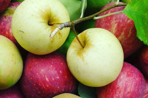 apple2