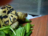 食べる