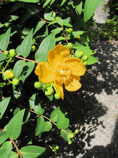 flower