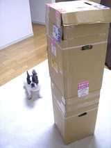 バナナ箱
