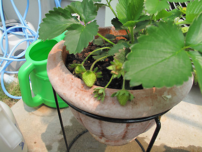 2010-5ichigo