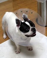 ボニョ