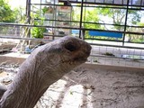 ゾウガメ顔
