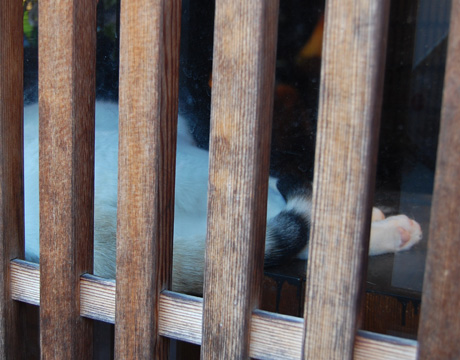 nekocafe