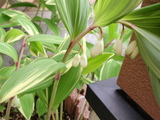 4/25