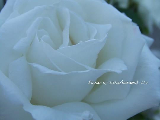 White -���-