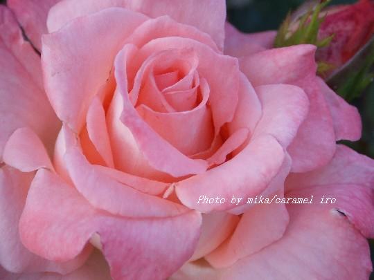Pink -Ů��-