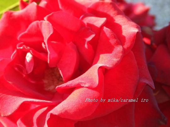 Red -��Ǯ-