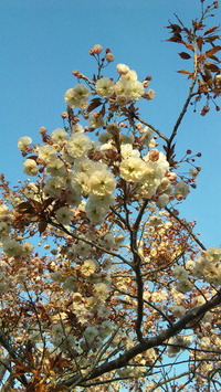 DVC00066