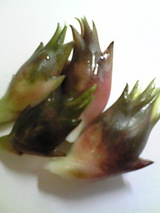 やっと収穫だよぉ