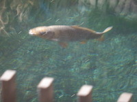 P6100493