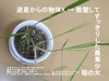 農業少女の稲22