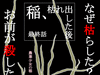 農業少女の稲33