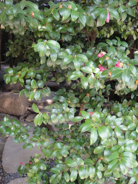 DSC07105