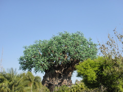 DSC07354