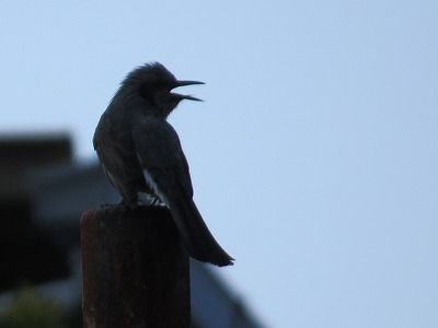 IMG_3268