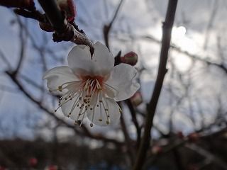 DSC01963