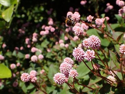 PB050054