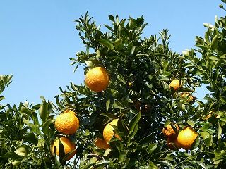 P1120737