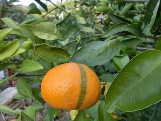 メッシュみかん みかん農家のこだわりみかん栽培の日々