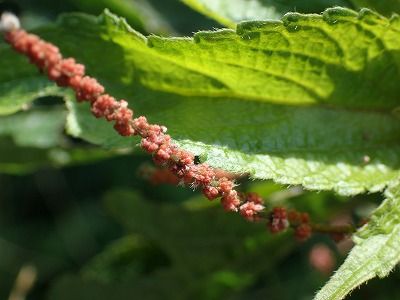 P8050005