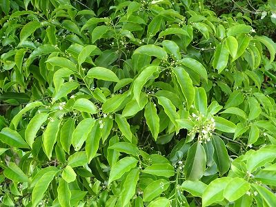 P5290070