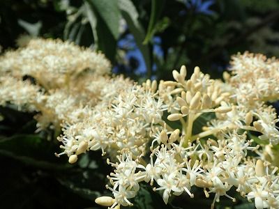 P6020028
