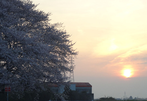 20150331さくら夕日2