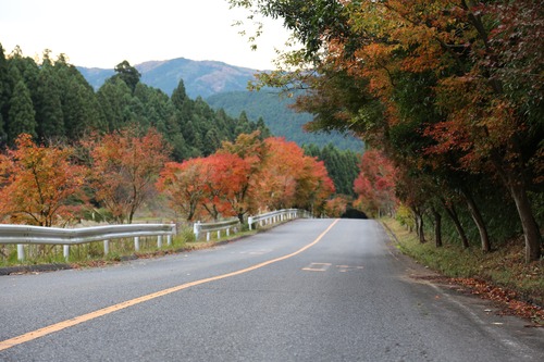20151107　もみじ街道2