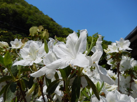 DSCN2075