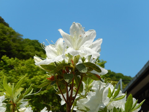 DSCN2071