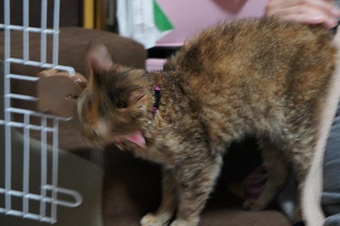 こむぎ2