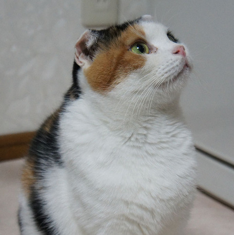 どうしよう