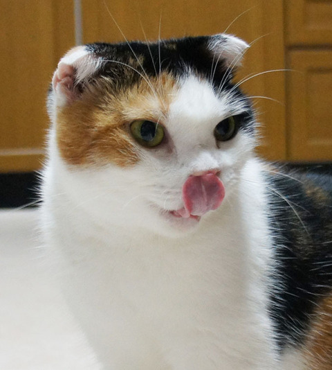 へんなかお3