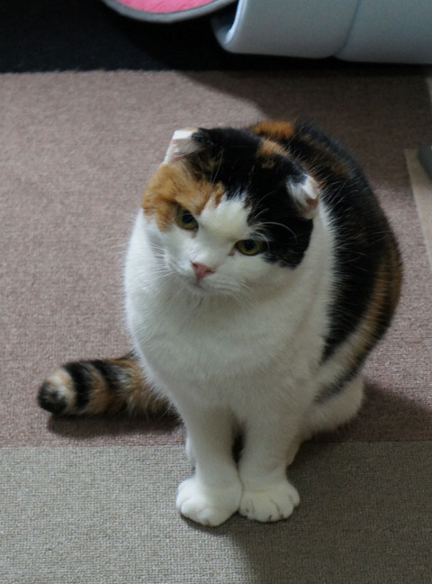 おかしいな