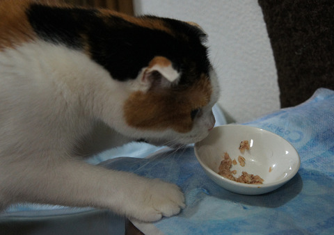 ご飯も8