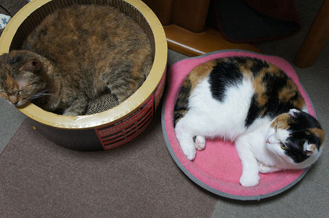 まるくならんで