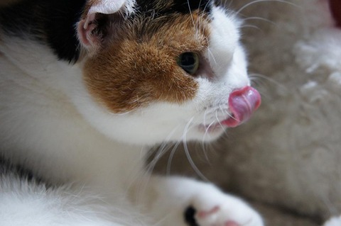 なめなめして9